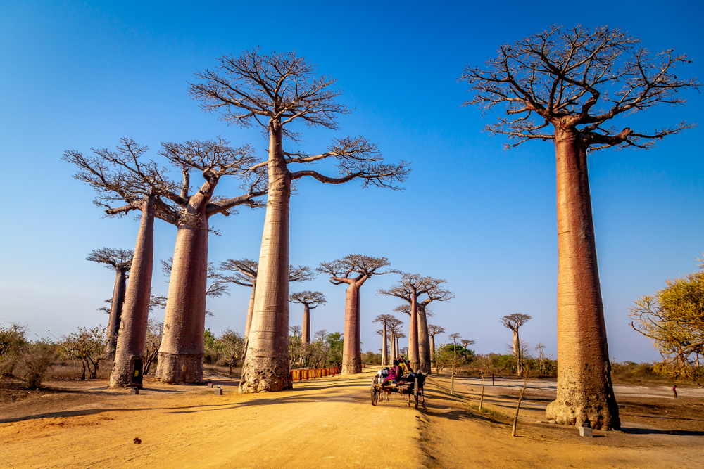 Morondava L’allée des Baobabs